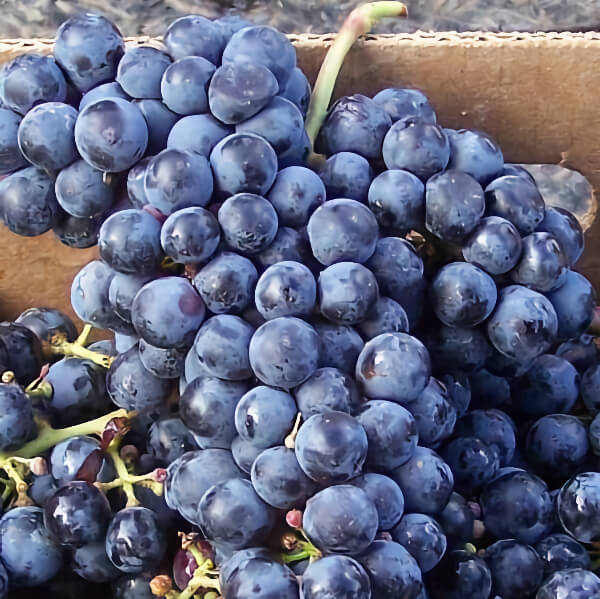 quail-s-gate-winery-okanagan-wines