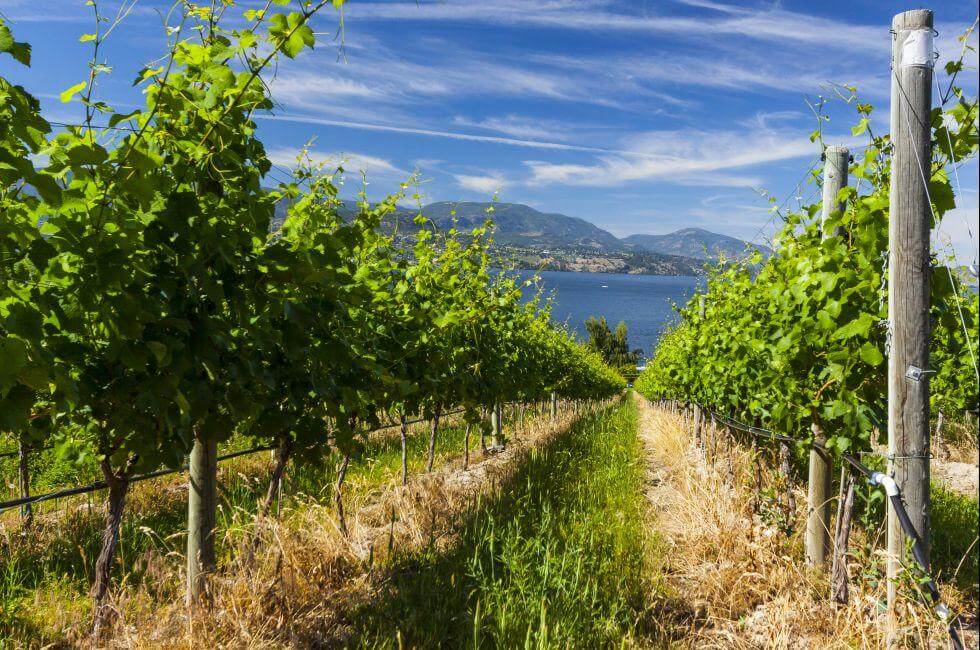 Kelowna Vineyard