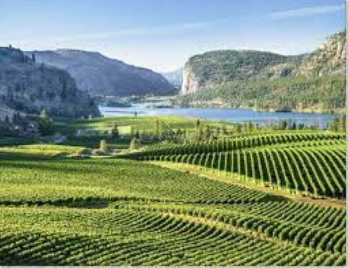 Blue Mountain Vineyard and Cellars