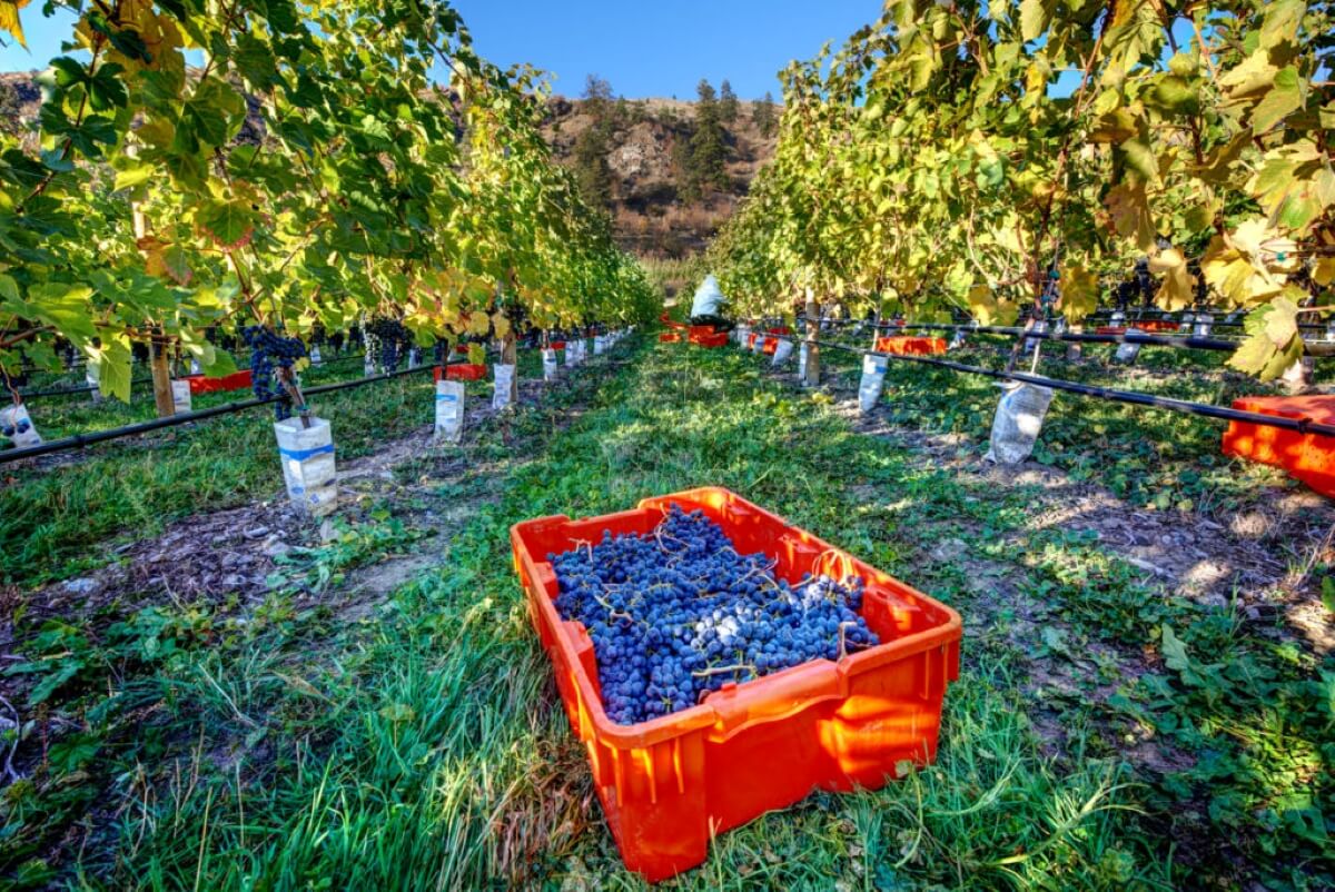 Maverick Estate Winery