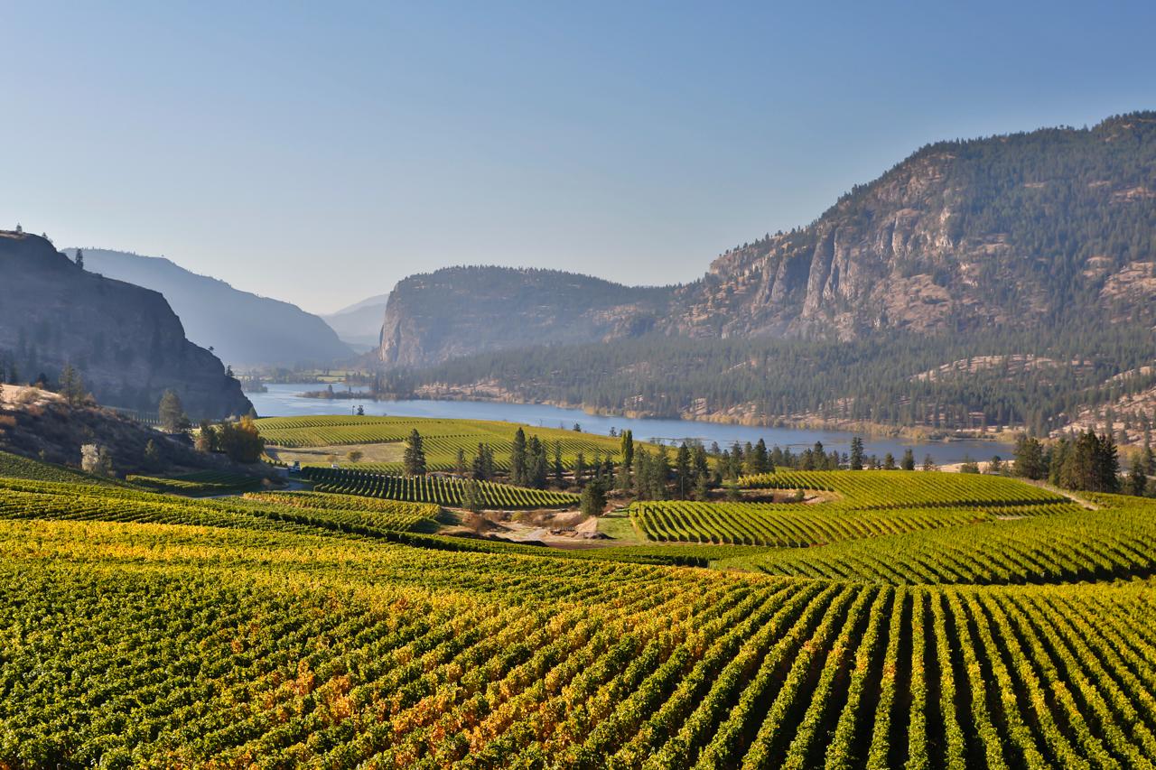 Okanagan Valley vineyard with lake view