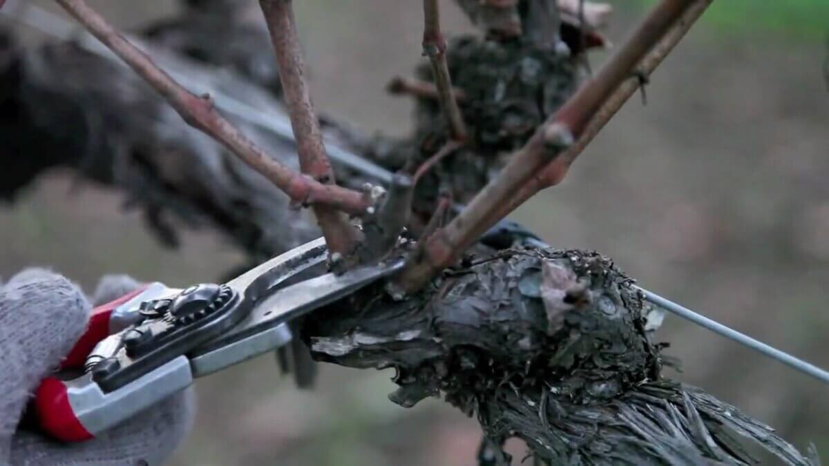 Okanagan Wineries Fear 50% Less Wine in 2023!